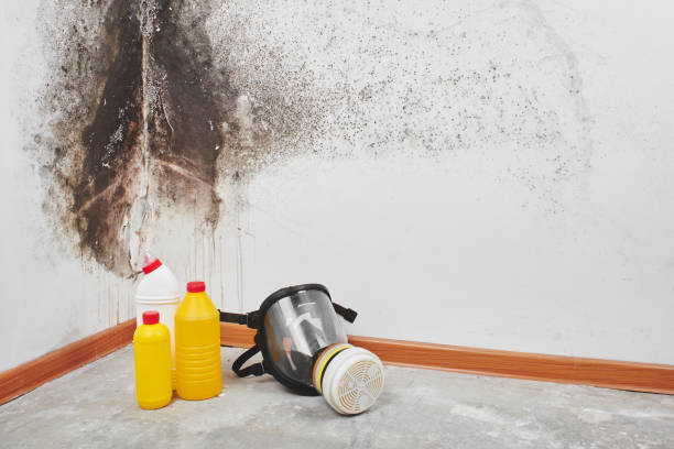Best Mold Testing  in Harbor Beach, MI