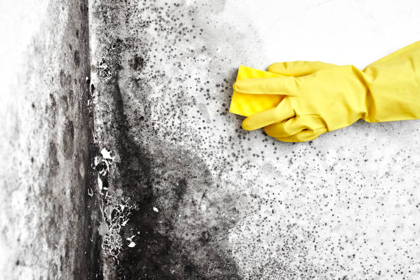 Best Mold Cleaning Services  in Harbor Beach, MI