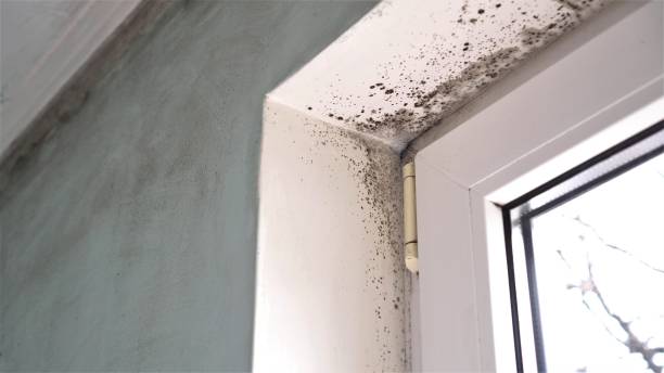 Best Certified Mold Removal  in Harbor Beach, MI