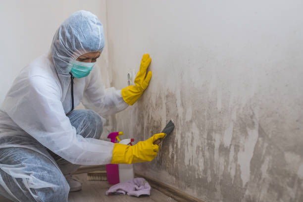 Mold Removal and Inspection in Harbor Beach, MI
