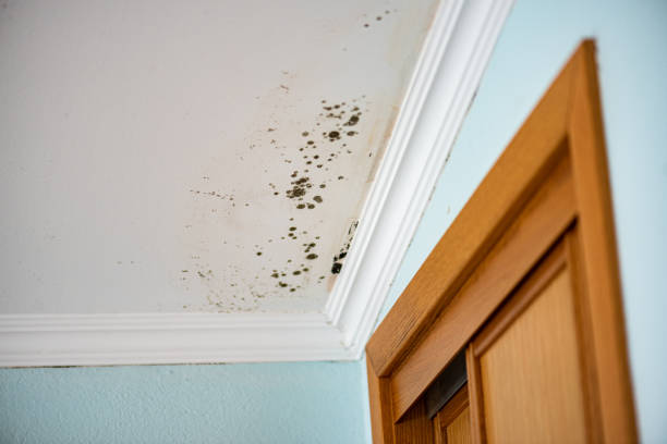 Best Affordable Mold Removal  in Harbor Beach, MI