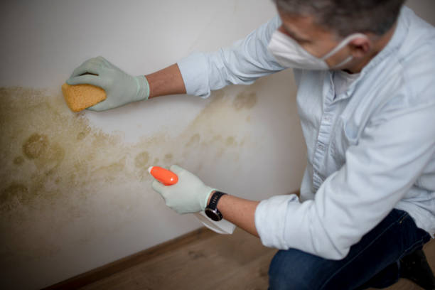 Best Toxic Mold Removal  in Harbor Beach, MI