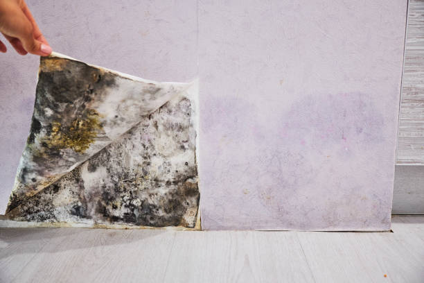 Best Fast Mold Removal  in Harbor Beach, MI